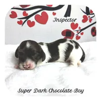 Inspector ... AKC, a male Miniature Dachshund for sale in Smithville, TN – Photo 1 of 9