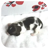 Inspector ... AKC, a male Miniature Dachshund for sale in Smithville, TN – Photo 5 of 9