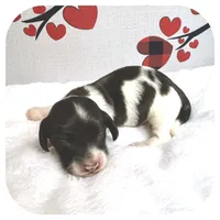 Inspector ... AKC, a male Miniature Dachshund for sale in Smithville, TN – Photo 6 of 9