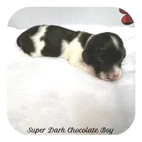 Inspector ... AKC, a male Miniature Dachshund for sale in Smithville, TN – Photo 2 of 9