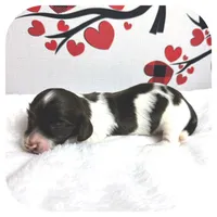 Inspector ... AKC, a male Miniature Dachshund for sale in Smithville, TN – Photo 3 of 9