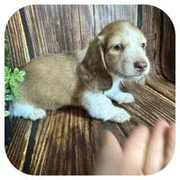 Odessa ... AKC, a female Miniature Dachshund for sale in Smithville, TN – 3 of 8