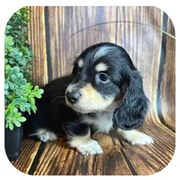 Ozwell ... AKC, a male Miniature Dachshund for sale in Smithville, TN – 5 of 8