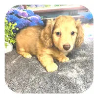 Kazoo ... AKC, a male Miniature Dachshund for sale in Smithville, TN – 3 of 10
