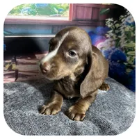 Loki ... AKC, a male Miniature Dachshund for sale in Smithville, TN – 8 of 10