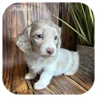 Puddles ... AKC, a female Miniature Dachshund for sale in Smithville, TN – 4 of 10