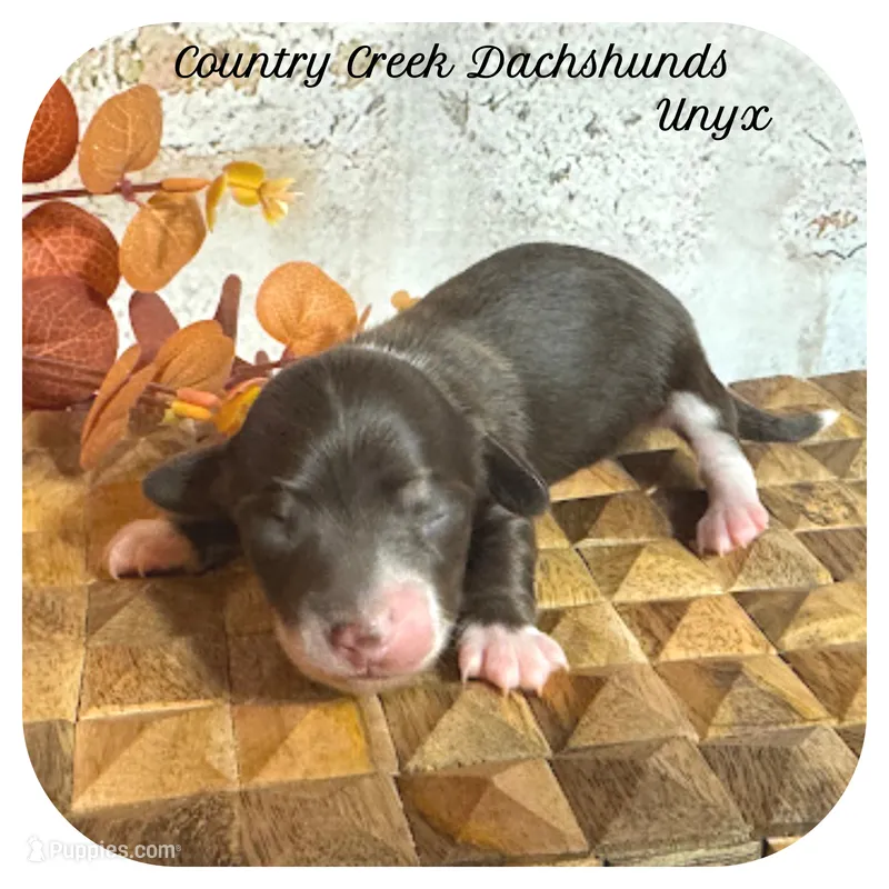 Unyx ... AKC – Miniature Dachshund puppy for sale in Smithville, TN