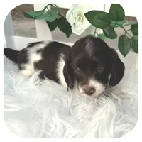 Inspector ... AKC, a male Miniature Dachshund for sale in Smithville, TN – Photo 5 of 10