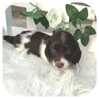 Inspector ... AKC, a male Miniature Dachshund for sale in Smithville, TN – Photo 3 of 10