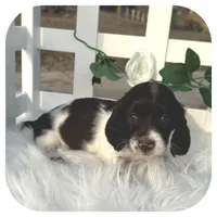 Inspector ... AKC, a male Miniature Dachshund for sale in Smithville, TN – Photo 7 of 10