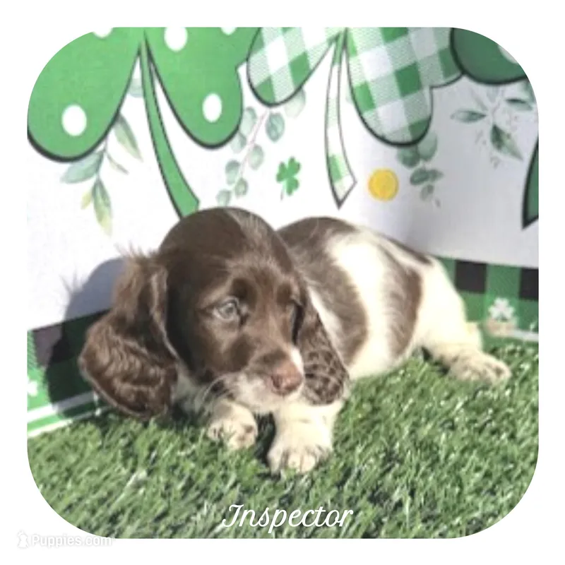 Inspector ... AKC – Miniature Dachshund puppy for sale in Smithville, TN