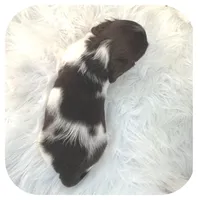 Inspector ... AKC, a male Miniature Dachshund for sale in Smithville, TN – Photo 6 of 10