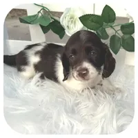 Inspector ... AKC, a male Miniature Dachshund for sale in Smithville, TN – Photo 8 of 10
