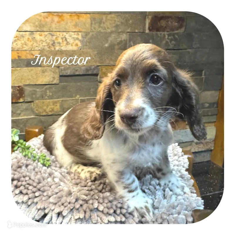 Inspector ... AKC – Miniature Dachshund puppy for sale in Smithville, TN