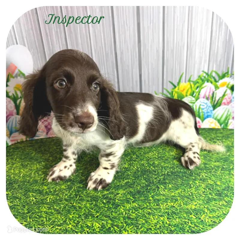 Inspector ... AKC – Miniature Dachshund puppy for sale in Smithville, TN