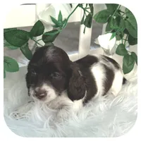 Inspector ... AKC, a male Miniature Dachshund for sale in Smithville, TN – Photo 2 of 10