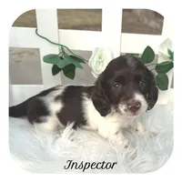 Inspector ... AKC, a male Miniature Dachshund for sale in Smithville, TN – Photo 1 of 10