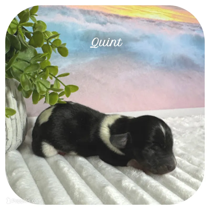 Quint ... AKC – Miniature Dachshund puppy for sale in Smithville, TN