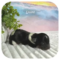 Quint ... AKC, a male Miniature Dachshund for sale in Smithville, TN – 1 of 7