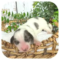 Rocket ... AKC, a male Miniature Dachshund for sale in Smithville, TN – 2 of 8