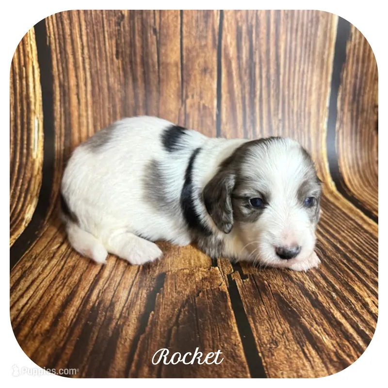 Rocket ... AKC – Miniature Dachshund puppy for sale in Smithville, TN