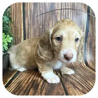 Otis ... AKC, a male Miniature Dachshund for sale in Smithville, TN – 3 of 8