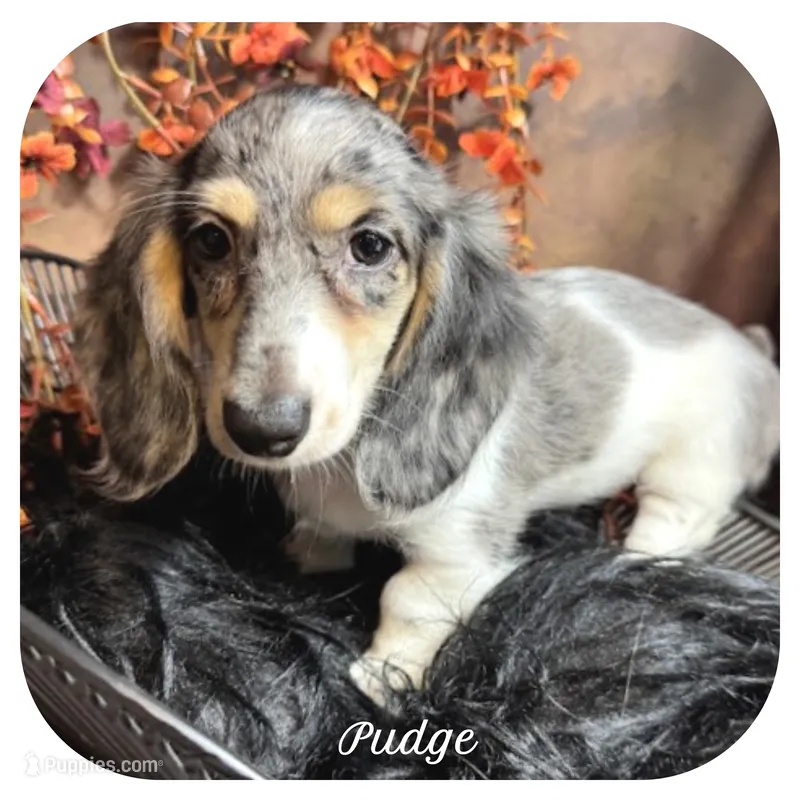 Pudge ... AKC – Miniature Dachshund puppy for sale in Smithville, TN