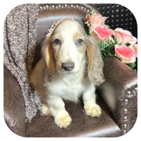 Rooster ... AKC, a male Miniature Dachshund for sale in Smithville, TN – 8 of 10