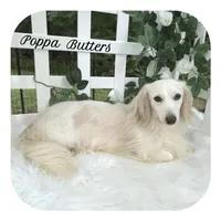 Sterling ... AKC, a male Miniature Dachshund for sale in Smithville, TN – 2 of 3