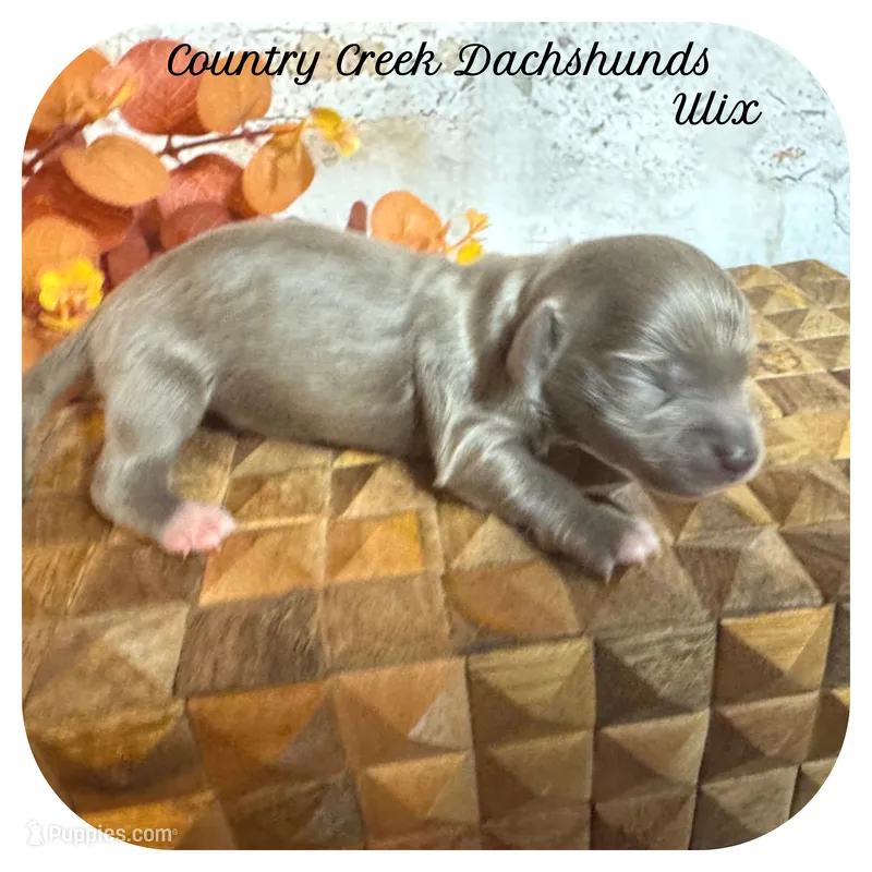 Ulix ... AKC – Miniature Dachshund puppy for sale in Smithville, TN