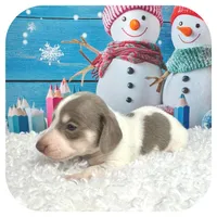 Humbug ... AKC, a male Miniature Dachshund for sale in Smithville, TN – Photo 7 of 10