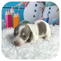 Humbug ... AKC, a male Miniature Dachshund for sale in Smithville, TN – Photo 2 of 10