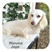 Humbug ... AKC, a male Miniature Dachshund for sale in Smithville, TN – Photo 9 of 10