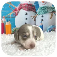 Humbug ... AKC, a male Miniature Dachshund for sale in Smithville, TN – Photo 8 of 10