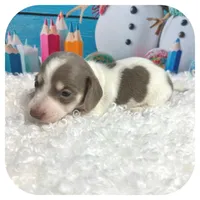 Humbug ... AKC, a male Miniature Dachshund for sale in Smithville, TN – Photo 3 of 10