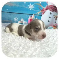 Humbug ... AKC, a male Miniature Dachshund for sale in Smithville, TN – Photo 5 of 10