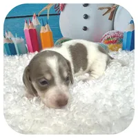 Humbug ... AKC, a male Miniature Dachshund for sale in Smithville, TN – Photo 6 of 10