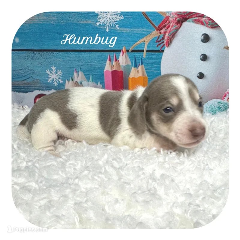 Humbug ... AKC