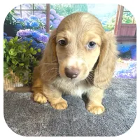 Jabber ... AKC, a male Miniature Dachshund for sale in Smithville, TN – 4 of 10