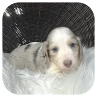 Rooster ... AKC, a male Miniature Dachshund for sale in Smithville, TN – 6 of 8