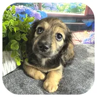 Kimba ... AKC, a female Miniature Dachshund for sale in Smithville, TN – 3 of 10