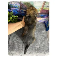 Kimba ... AKC, a female Miniature Dachshund for sale in Smithville, TN – 8 of 10