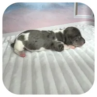 Pixie ... AKC, a female Miniature Dachshund for sale in Smithville, TN – 3 of 8