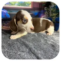 Luigi ... AKC, a male Miniature Dachshund for sale in Smithville, TN – 3 of 10