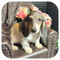 Pudge ... AKC, a male Miniature Dachshund for sale in Smithville, TN – 6 of 10