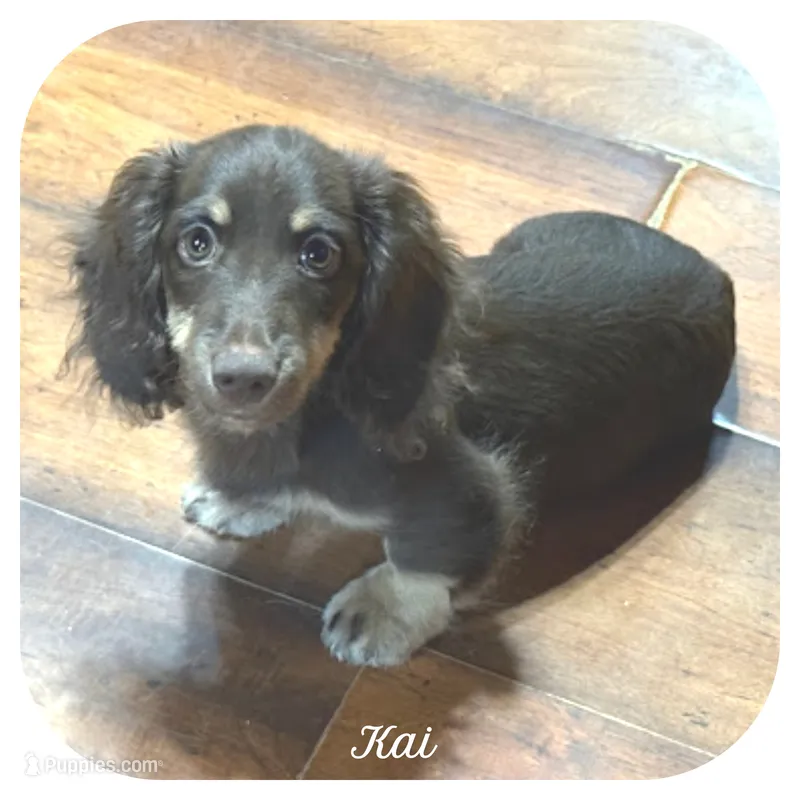 Kai ... AKC – Miniature Dachshund puppy for sale in Smithville, TN