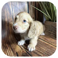 Otis ... AKC, a male Miniature Dachshund for sale in Smithville, TN – 5 of 8