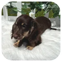 Kai ... AKC, a male Miniature Dachshund for sale in Smithville, TN – 2 of 7