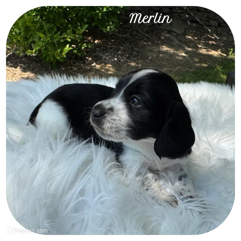 Merlin ... AKC – Miniature Dachshund puppy for sale in Smithville, TN