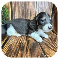 Porkchop ... AKC Pet, a male Miniature Dachshund for sale in Smithville, TN – 4 of 8